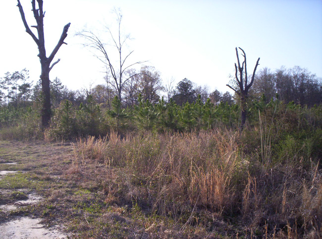 Georgia 2010 032