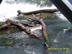 SAM_0373