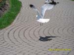 SAM_0382