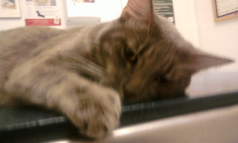 kitty1